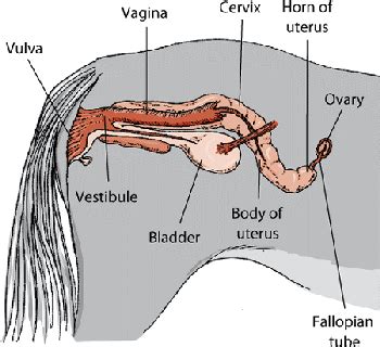 horse sexing human|The Gonads and Genital Tract of Horses .